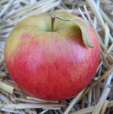 Apple and strawberry sandwich image